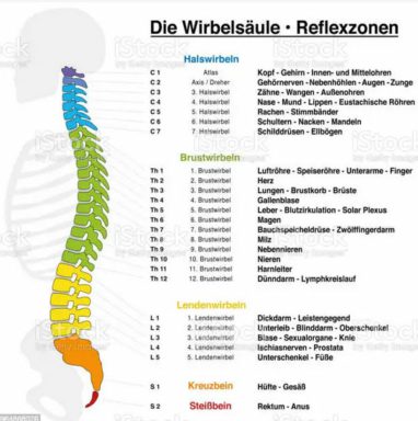 wirbelsäule_temp